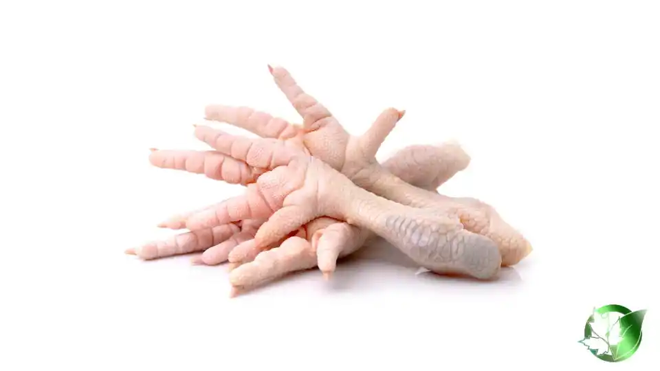 Bulk Chicken Feet | Suppliers | Wholesale | ParsaFood Global